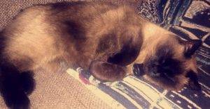 Bella - siamese cat for adoption in wylie texas