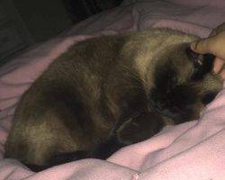 Bella - siamese cat for adoption in wylie texas 2