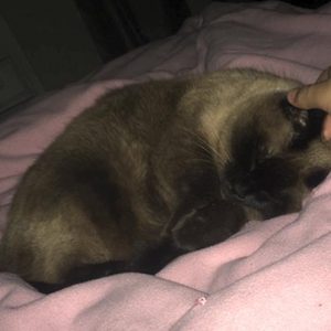 52 Best Pictures Siamese Cat Adoption Dallas : Amari Female Siamese x Kitten | Blandford Forum, Dorset ...