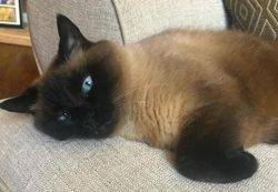 Bella - Siamese Cat For Adoption In Wylie Texas 2
