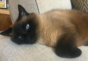 Purebred siamese cat for adoption near plano dallas garland texas in wylie – adopt sweet bella today