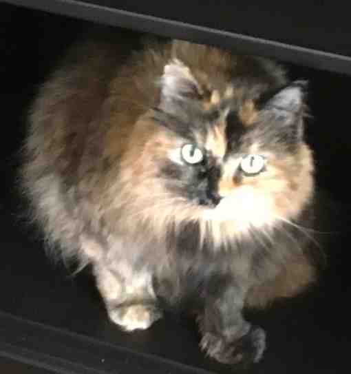 Bella Tortie Maine Coon Mix Cat Adoption Calgary AB 1