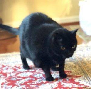 Child friendly black cat for private adoption in sterling va – supplies included – adopt bella