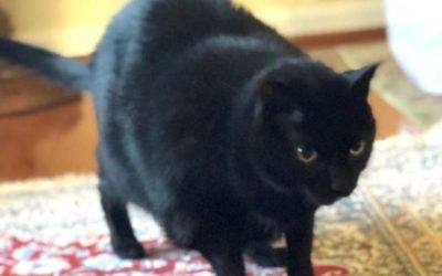 Child friendly black cat for private adoption in sterling va – supplies included – adopt bella