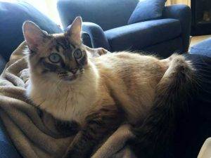 Adopted ragdoll cat in stow ohio – all supplies included – belle