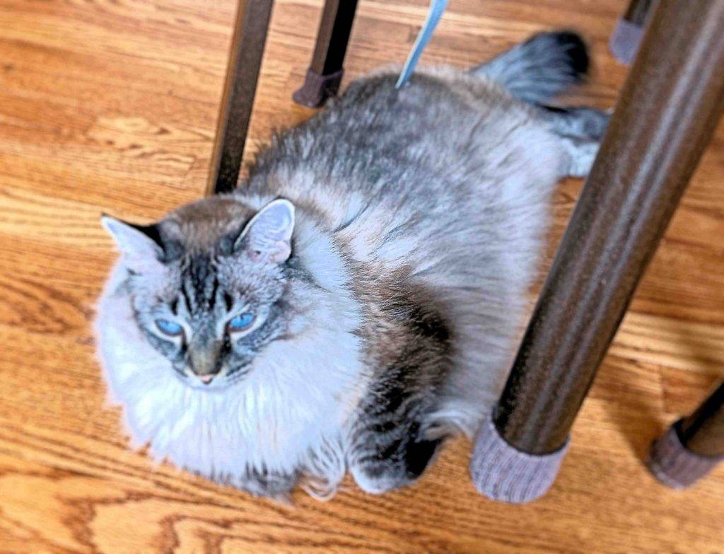 Belle ragdoll cat adopted stow ohio 9