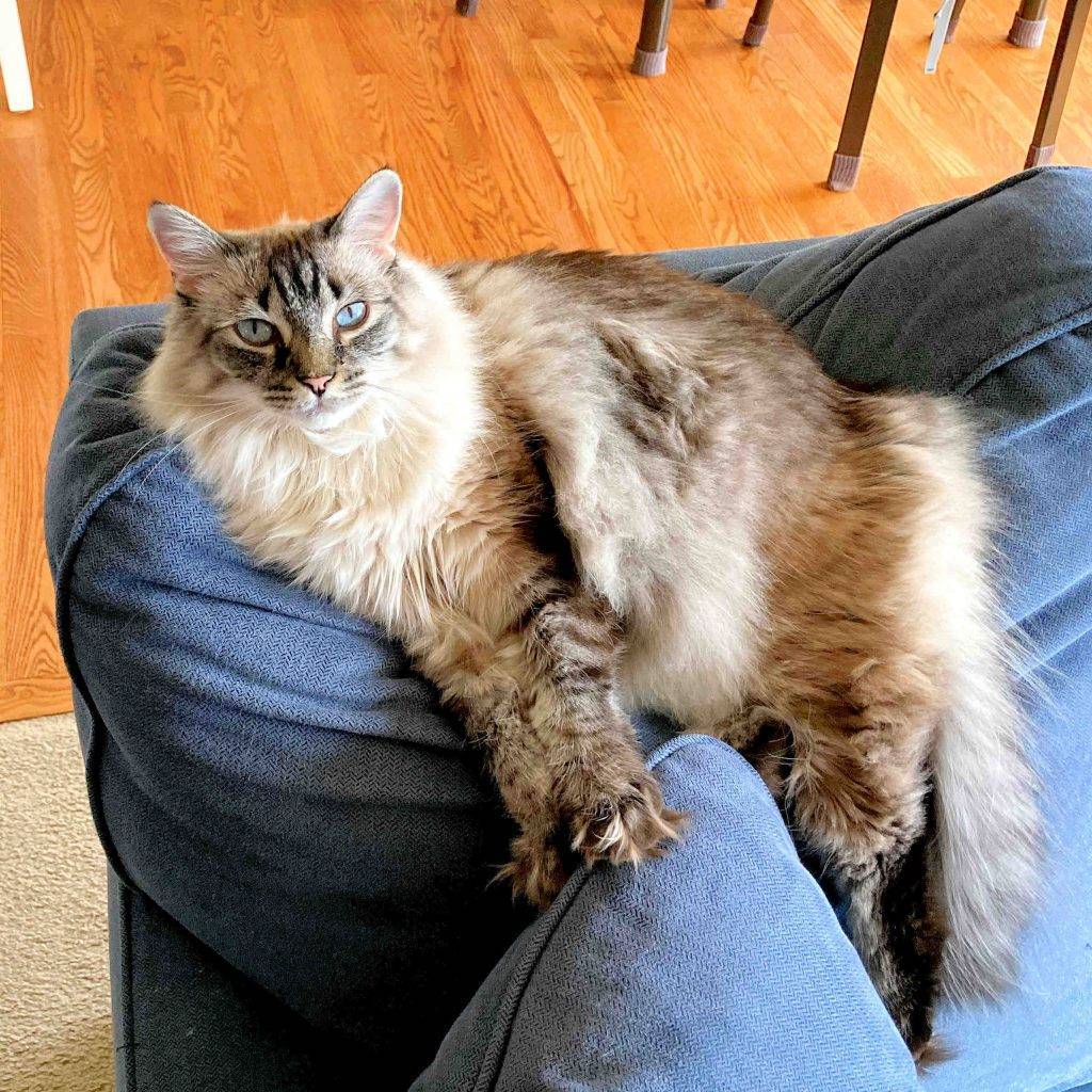Belle ragdoll cat adopted stow ohio 4
