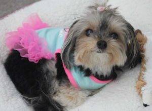 Ad0pted – 2 yo teacup yorkie for private adoption – meet belle