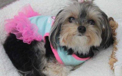 AD0PTED – 2 YO Teacup Yorkie For Private Adoption – Meet Belle