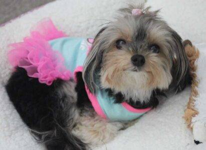 Belle Teacup Yorkie Yorkshire Terrier Adoption Houston