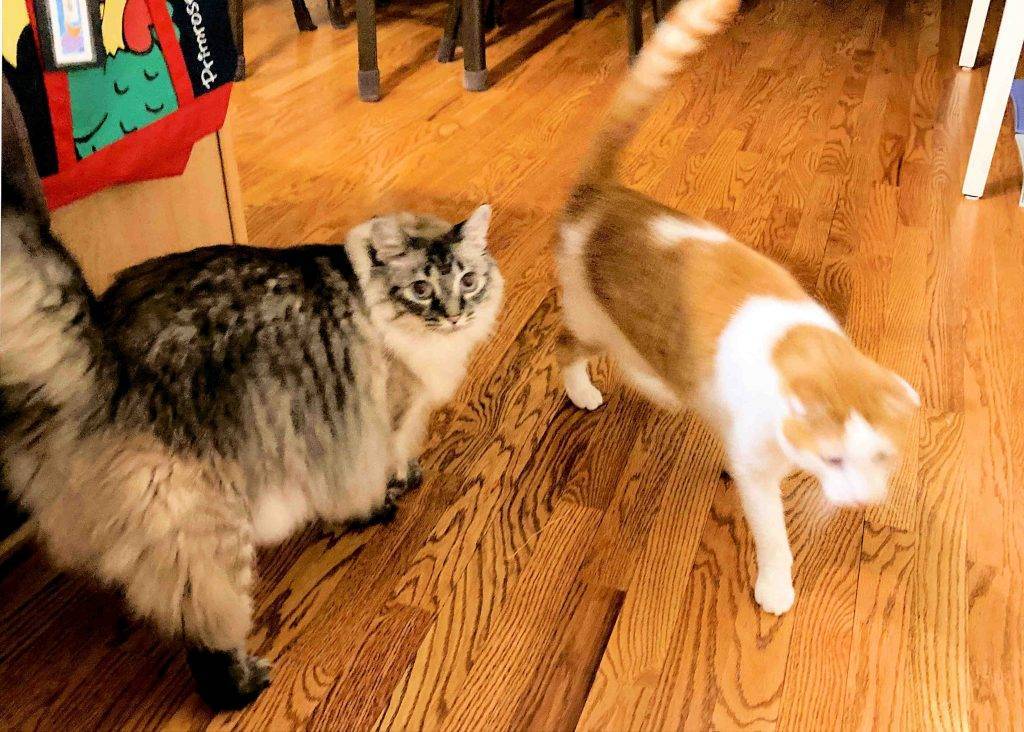 Belle and chase ragdoll scottish fold cats adopted stow ohio