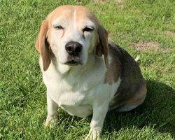 Ben beagle basset hound mix adoption savannah ga 1