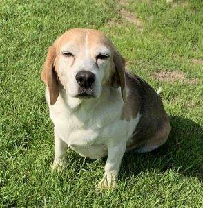 Beagle basset hound mix dog for adoption savannah ga – supplies included – adopt ben