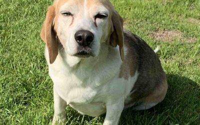 Beagle basset hound mix dog for adoption savannah ga – supplies included – adopt ben