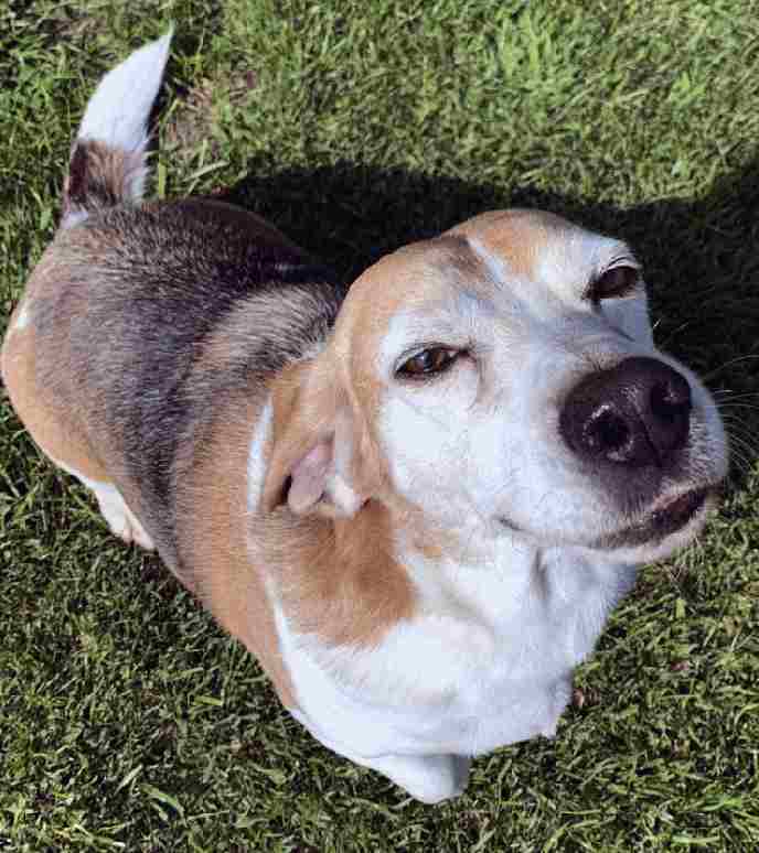 Ben is a beagle bassett mix dog to adopt in savannah georgia