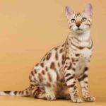 Photo of a beautiful bengal cat