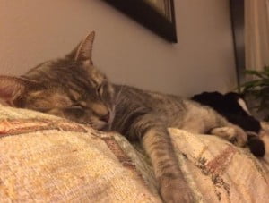 Adopted rocky – beautiful tabby cat   honolulu