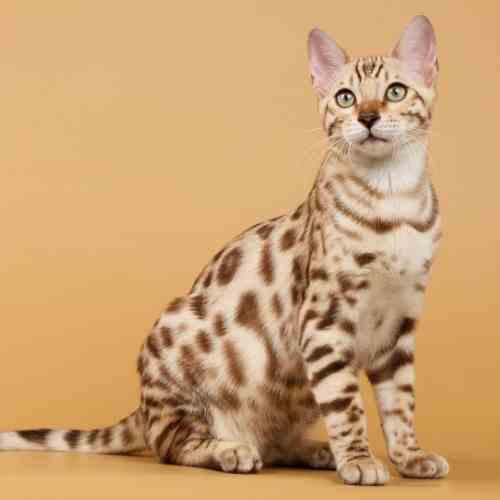 Bengal Cats For Adoption Near You Rehome Adopt a Bengal Cat or Kitten