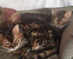 Bengal cats for adoption new york 2