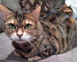 Bengal cats for adoption new york 2