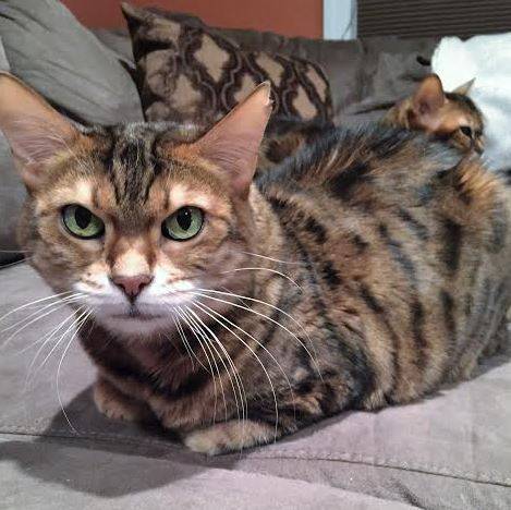 Bengal Cats For Adoption New York 2