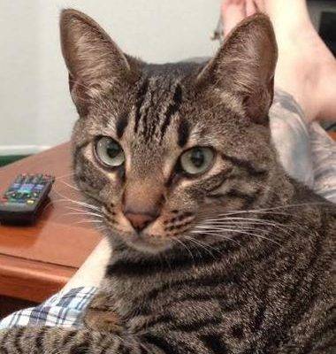 Bengal Mix Cat For Adoption Los Angeles 4
