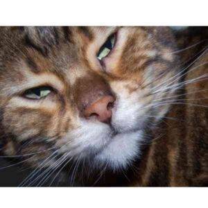 Bengal tabby mix cat for adoption in san diego ca – supplies included – meet henry