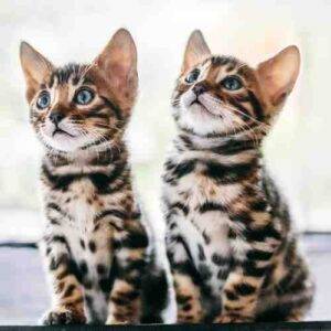 Pair of adorable bengal kittens
