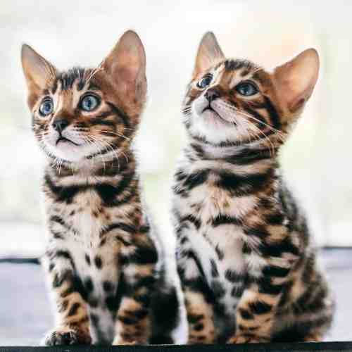 Bengal Cats For Adoption Near You - Rehome Adopt a Bengal Cat or Kitten