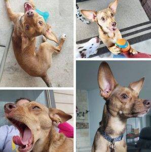 Chihuahua rat terrier mix dog for adoption in cibolo texas – meet benjamin
