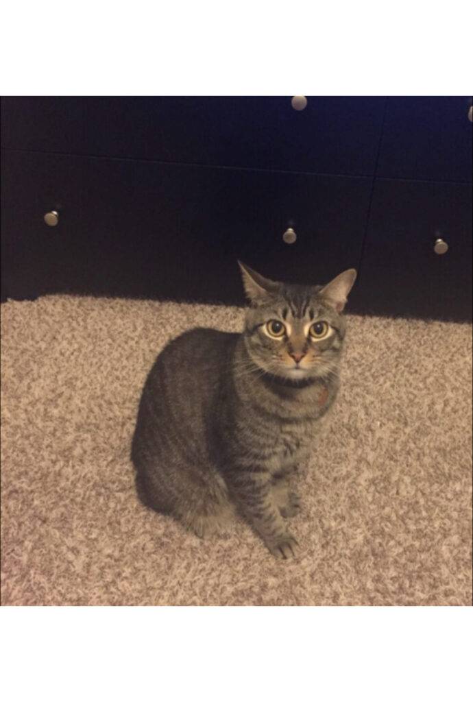 Tabby Abyssinian Mix Cat Adopt Houston TX