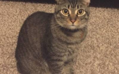 Grey Tabby x Abyssinian Mix Cat For Adoption in Houston TX – Supplies Included – Adopt Benji