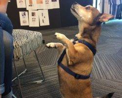 Benny - cardigan welsh corgi mix adoption los angeles 3