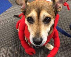 Benny - cardigan welsh corgi mix adoption los angeles 3