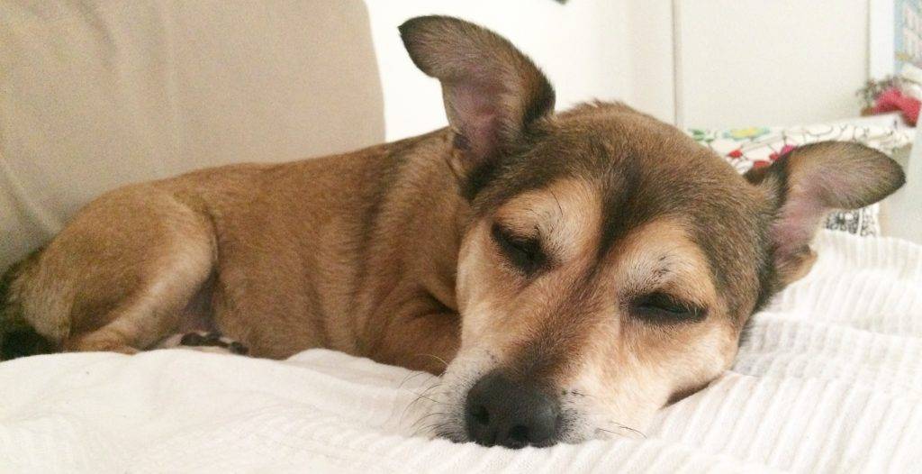 Benny - Cardigan Welsh Corgi Mix Adoption Los Angeles 3