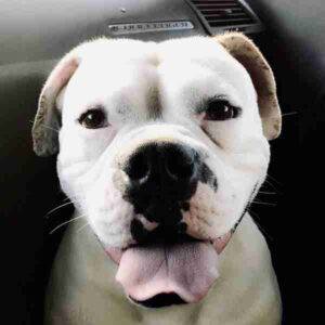 Benson american english bulldog adoption atlanta ga 2
