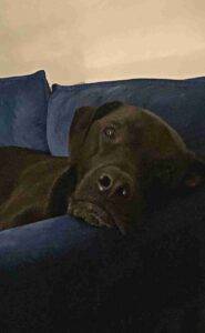 Bentley black lab boxer mix dog adoption new york ny