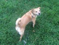 Bentley - Chihuahua Terrier Mix Dog For Adoption in Mountainview CA