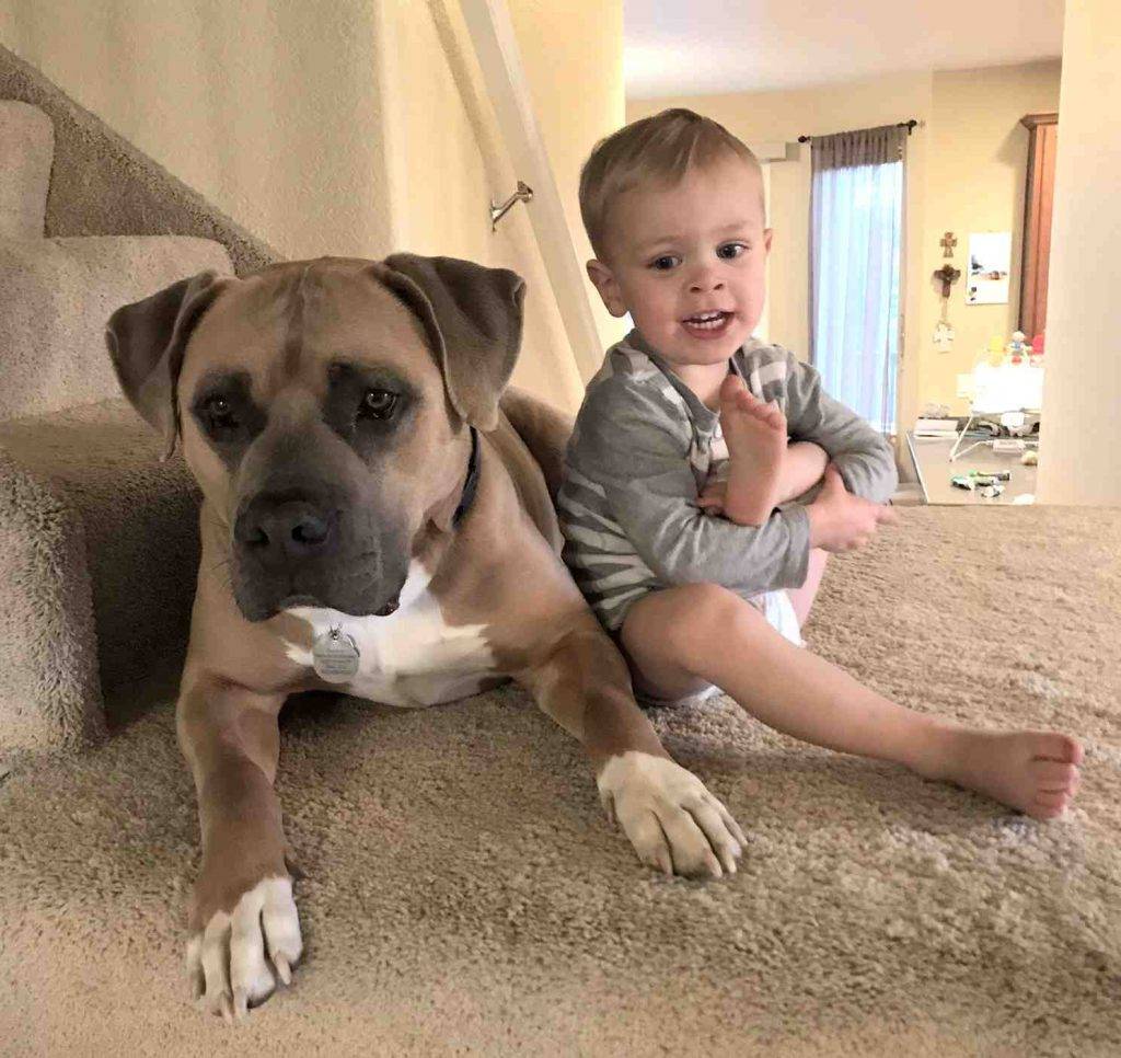 Photo Bentley English Mastiff Pitbull Mix Dog Adoption Erie CO 1