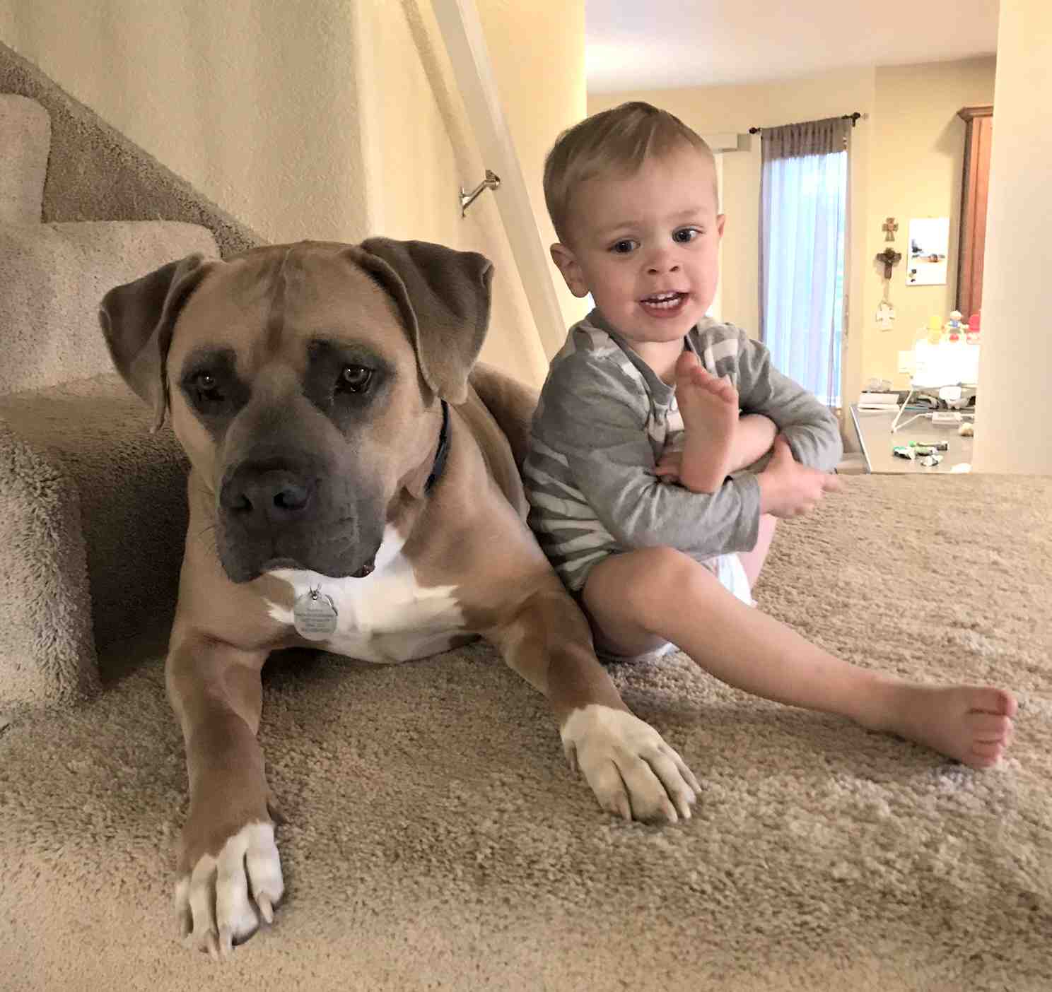 Bentley English Mastiff Pitbull Mix Dog Adoption Erie CO 1