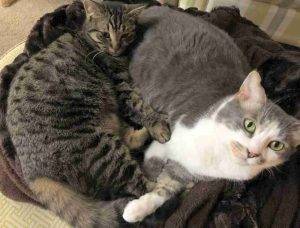 Canton mi bonded tuxedo & tabby cats for adoption – meet bentley and tesla