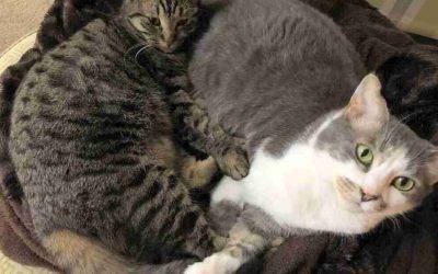 Canton MI Bonded Tuxedo & Tabby Cats For Adoption – Meet Bentley and Tesla