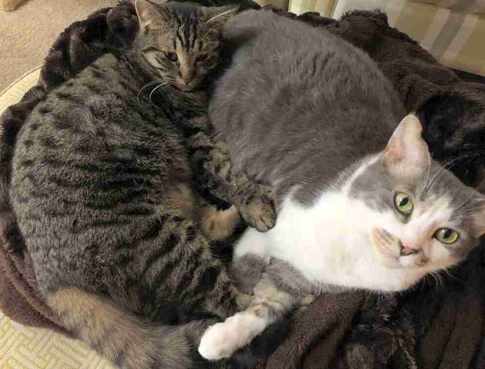 Bentley and Tesla Tabby Cats Adoption Canton MI 3