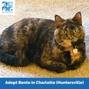 Lovely Tortoiseshell Cat For Adoption In Charlotte (Huntersville) NC – Meet Bento