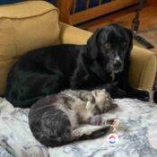 Bernese Mountain Dog Great Dane Mix Dog Adoption Edmonton AB (2)
