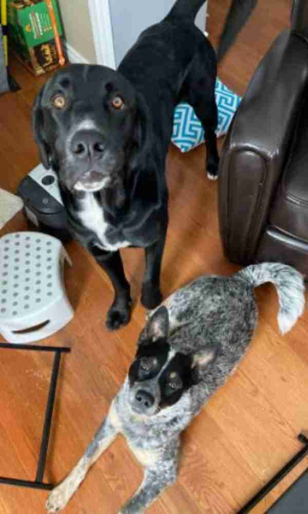Bernese Mountain Dog Great Dane Mix Dog Adoption Edmonton AB (2)