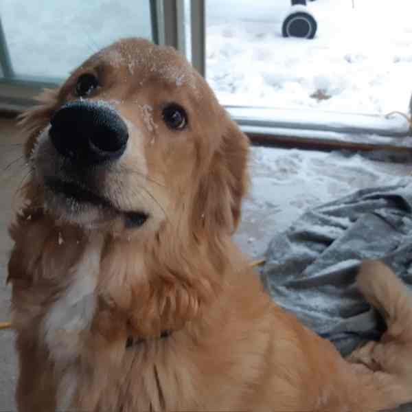 Bernese mountain dog mix adoption calgary