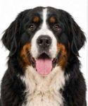 Bernese Mountain Dog large dog breed portrait for adoption and rehoming
