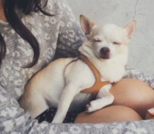 Beverly hills chihuahua look-a-like for adoption