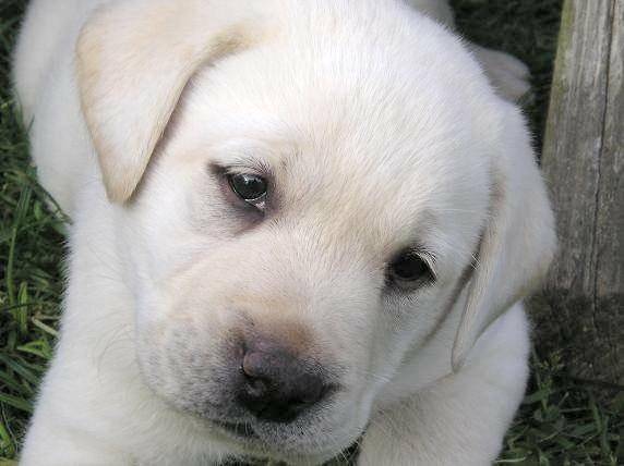 Bexley - yellow labrador retriever for adoptionn near indianapolis 7